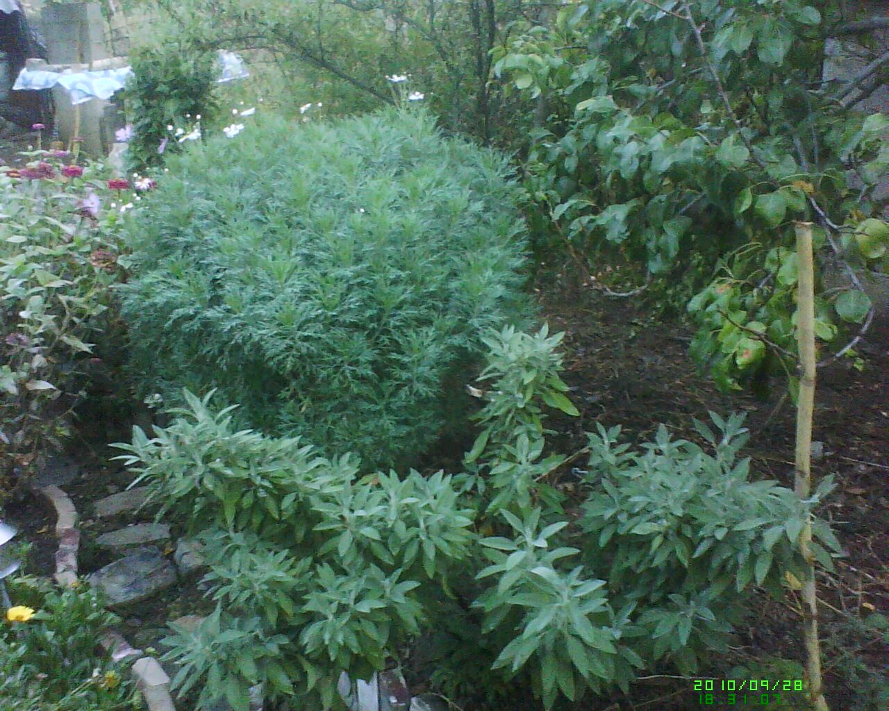 Dsc 0000078