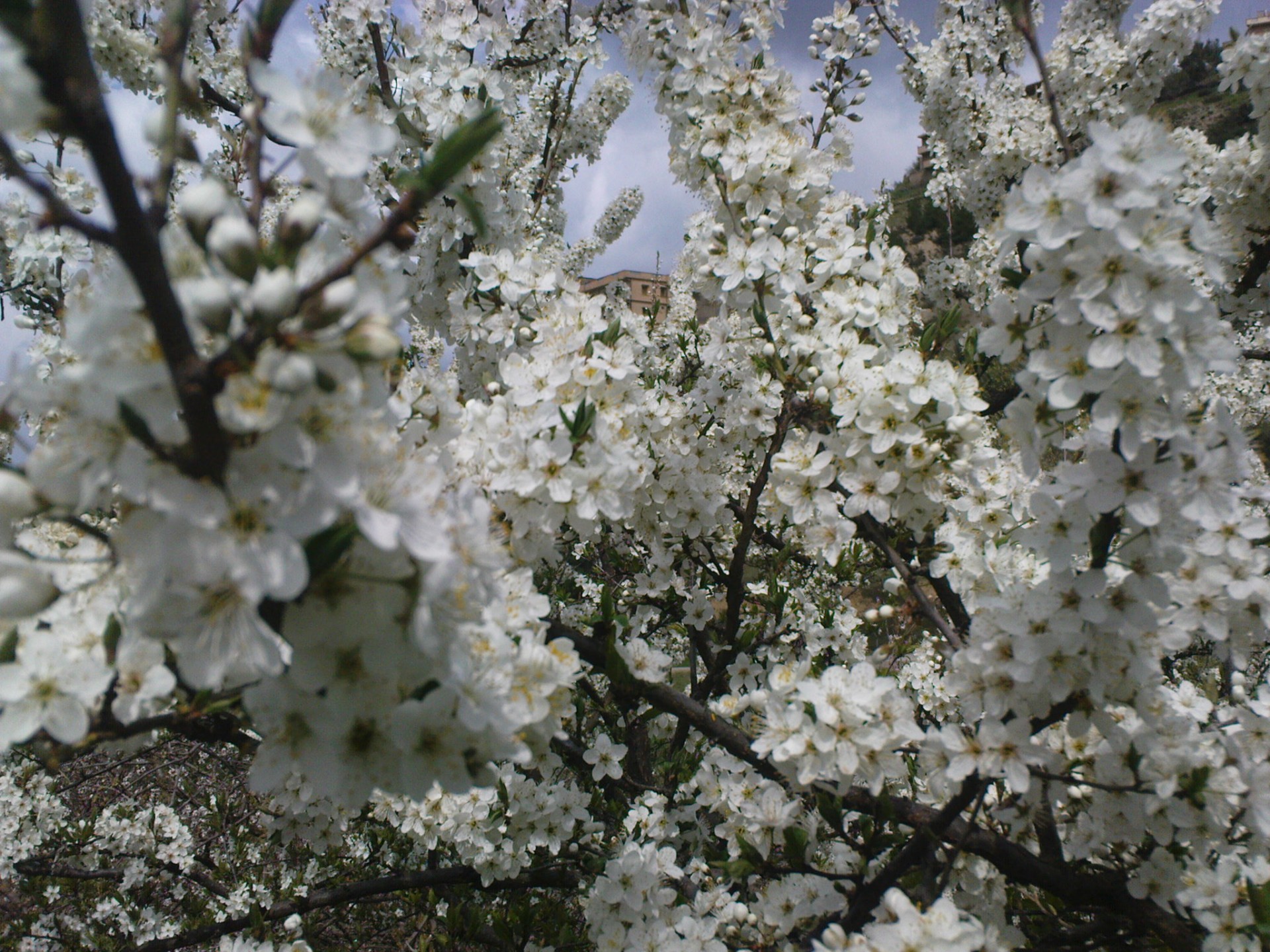 Dsc00339