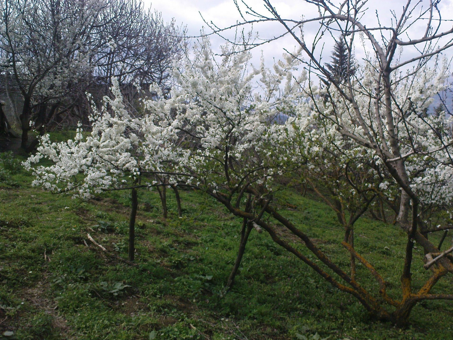 Dsc00341
