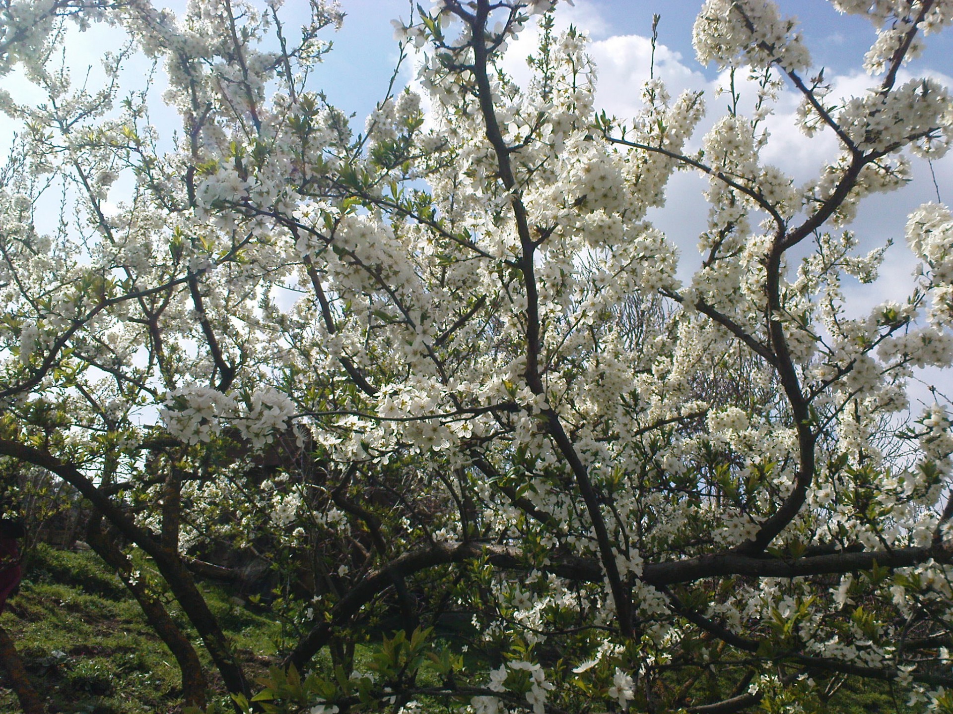 Dsc00352