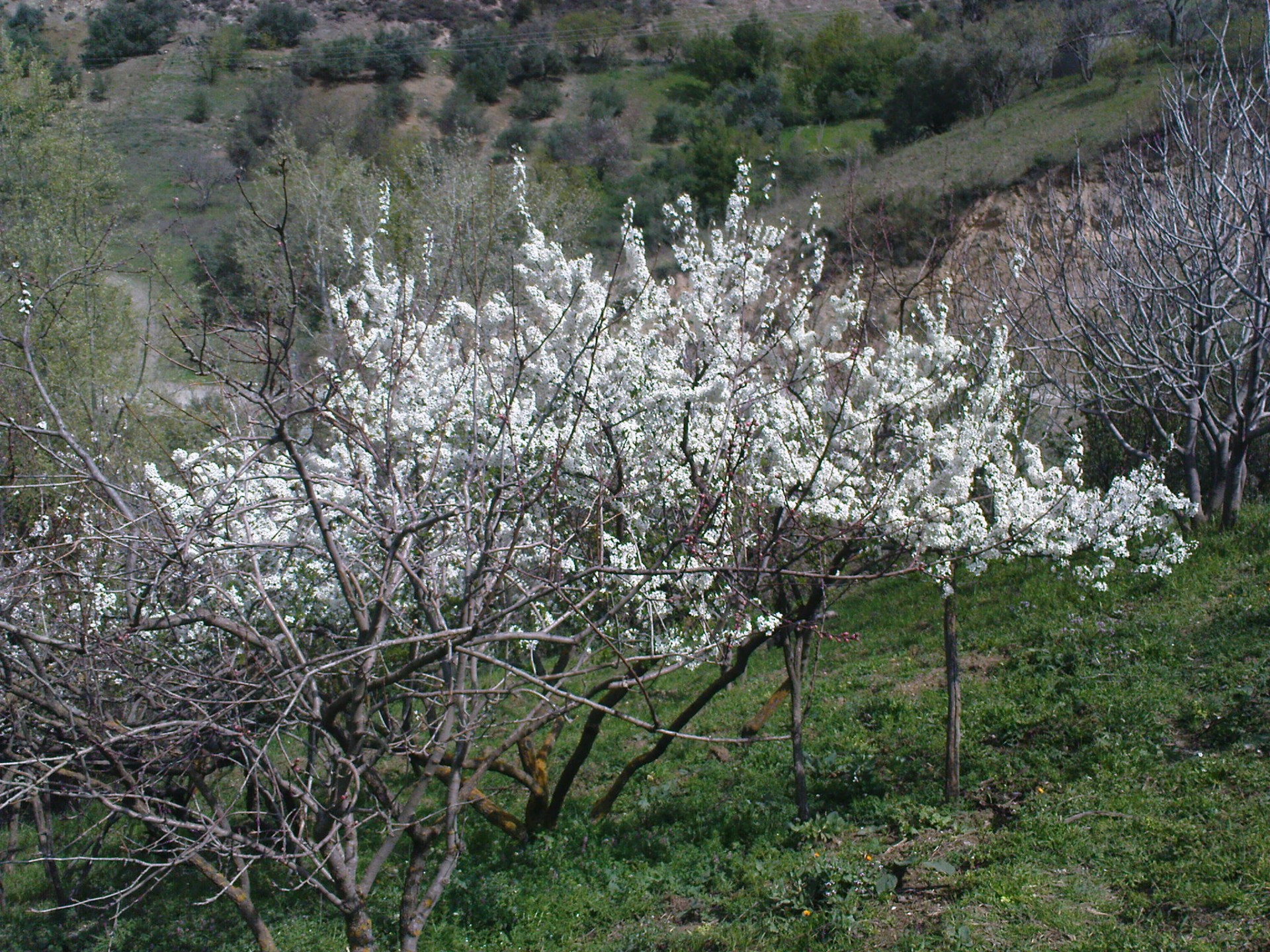Dsc00356